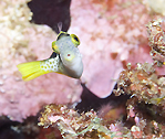 Mimic Filefish