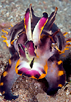 Flamboyant Cuttlefish