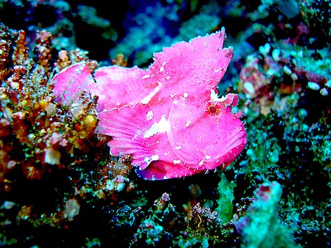 Pink Leaf Scorpionfish