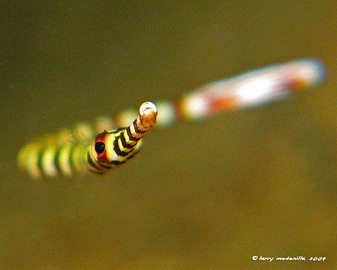 Juvi Banded Pipefish