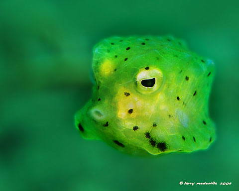 Underwater Candy