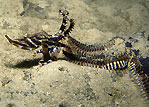 Blue-Ringed Octopus vs Starfish