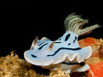 Chromodoris willani