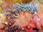 Spiky Nudi