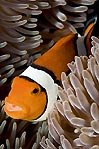 Eastern Clownfish