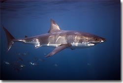 Great White Shark, cage diving at Neptune Island. Port Lincoln, South Australia