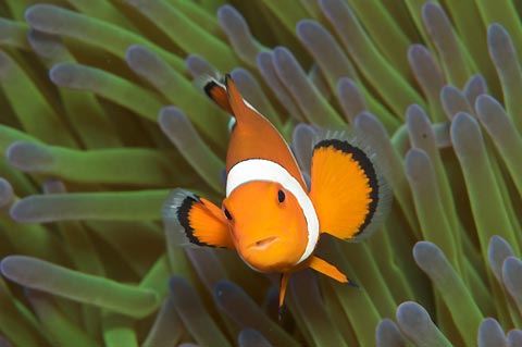 Ubiquitous cute Clownfish