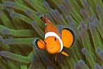 Ubiquitous cute Clownfish