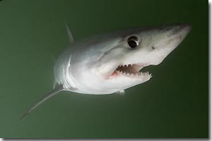 Porbeagle, a vulnerable shark species. ARKive. Image copyrights by Andrew Murch 