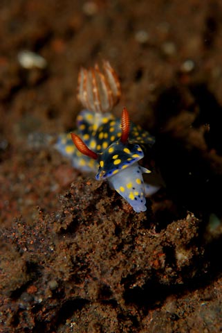 Hypselodoris obscura eating