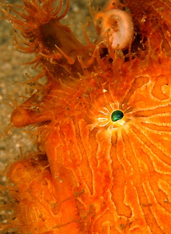 Striped Anglerfish