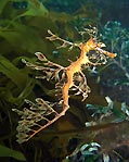 Leafy Seadragon