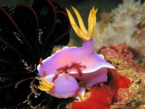 Hypselodoris apolegma   