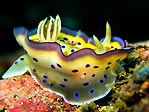 Chromodoris kuniei