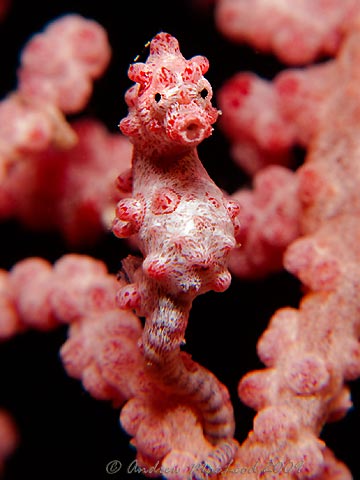 Pygmy Seahorse