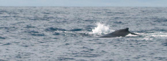 Humpback Whale, Flinders Reef, Moreton Island