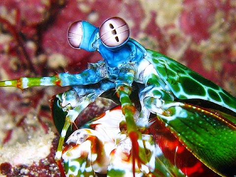 Mantis Shrimp