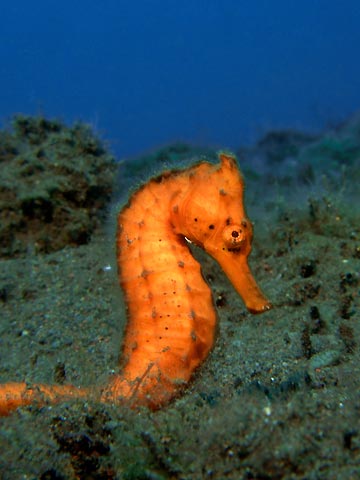 Seraya Seahorse