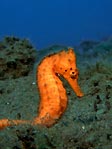 Seraya Seahorse