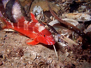 Sleeping Goat Fish