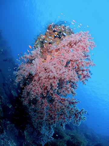 Soft Coral