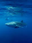 Diver & Whaleshark