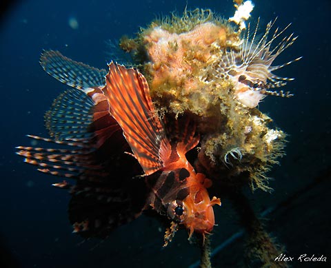 Lionfish