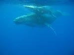 Humpback Whale and Calf