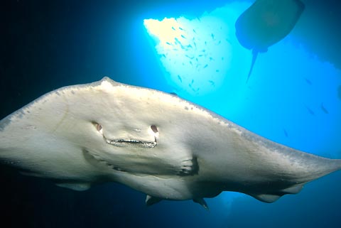 Short-tailed Ray