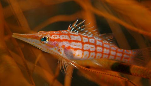 Long-nosed Hawkfish