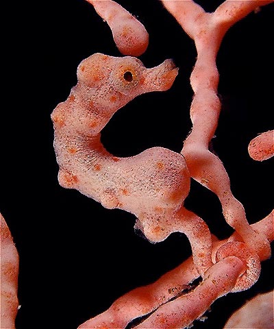 Pygmy seahorse