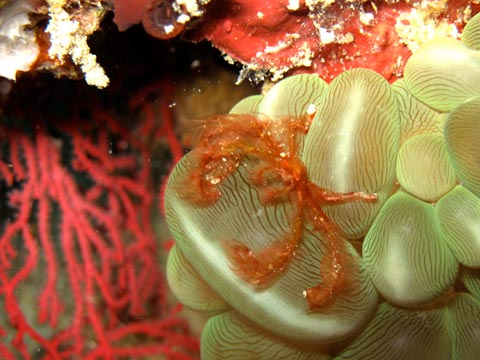 Orangutan Crab