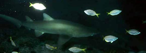 Grey Nurse Shark, Carcharias taurus. Laurieton, NSW