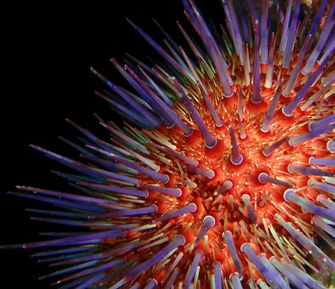 Urchin landscape