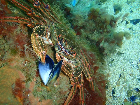 Seafood eating Seafood