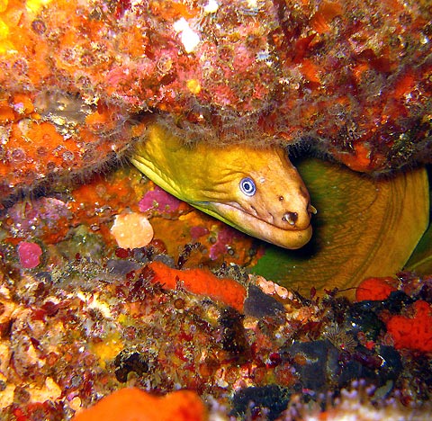 The Poor Kinghts Moray Eel