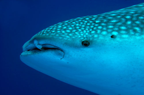 Lani Timbrell. Second Prize Portfolio. Underwater Festival 2010 on Christmas Island, Western Australia, Indian Ocean.