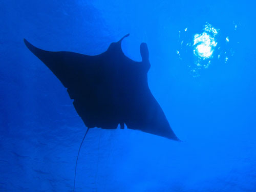 Matt Timbrell. First Prize Compact category. Underwater Festival 2010 on Christmas Island, Western Australia, Indian Ocean.