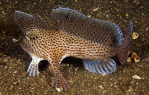 Spotted Handfish