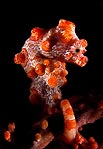  Pygmy Seahorse