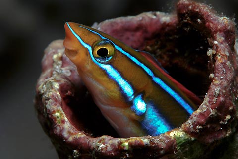 Blenny