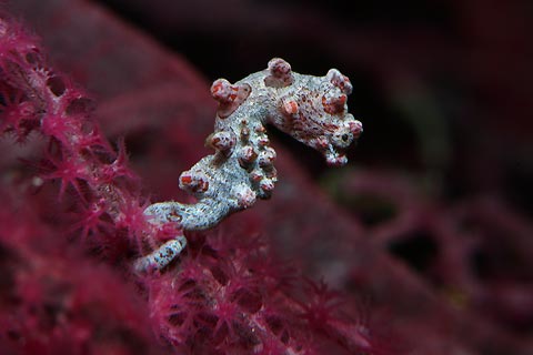 Pygmy Seahorse