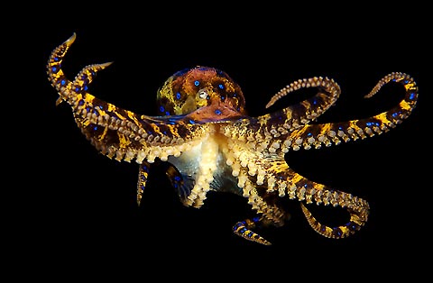 Blue-ringed Octopus