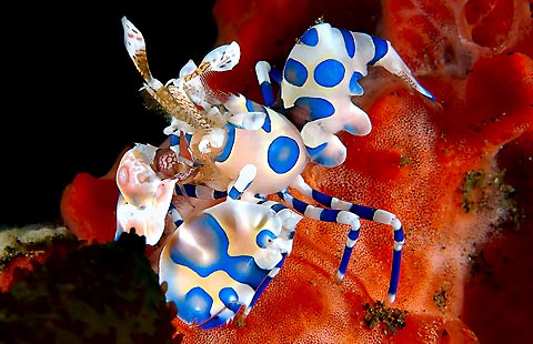 Harlequin Shrimp