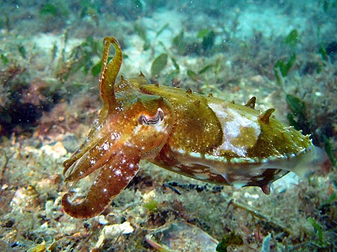 Cuttlefish