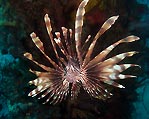 Majestic lionfish