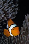 Eastern Clownfish