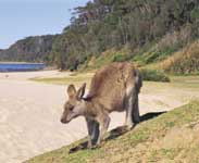 Kangaroo on Pebbly Beach - Photo courtesy of Tourism NSW