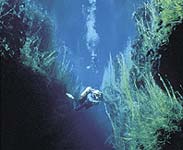 Diving, Ewens Ponds - Photo courtesy of Tourism SA
