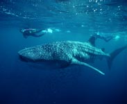 Encounter with a Whale Shark - Photo courtesy of Western Australia Tourism Commission